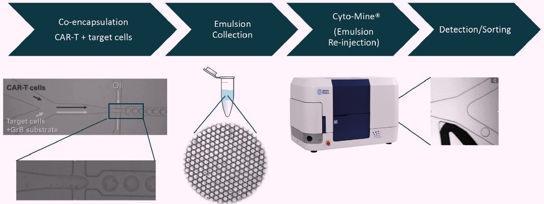 Demonstrating how to verify CAR-T cell function in microfluidic picodroplets