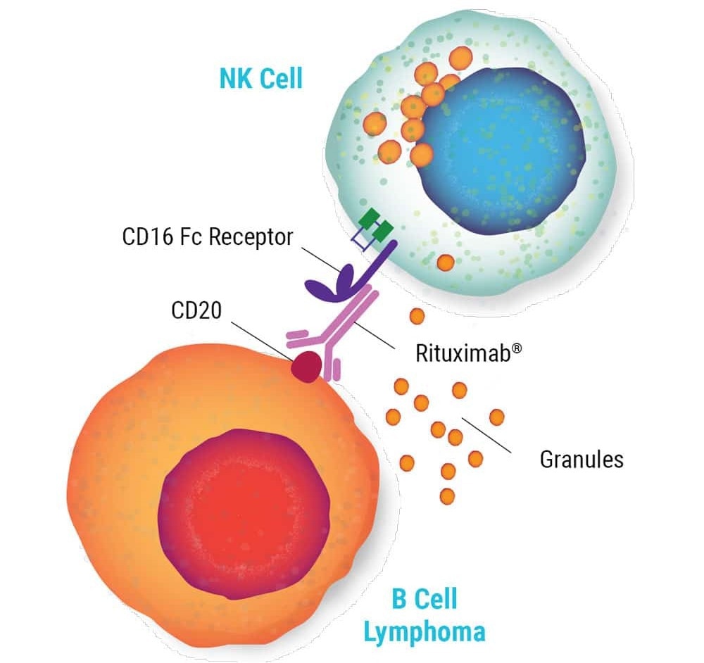 Role of NK cells for enhanced combination therapy to treat B-cell lymphoma