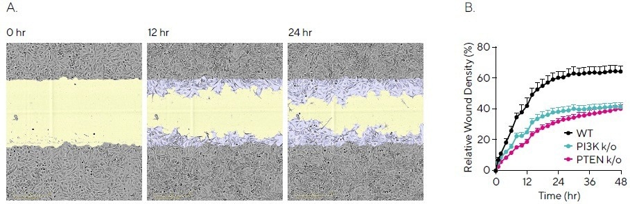 Quantifying cell migration in real-time