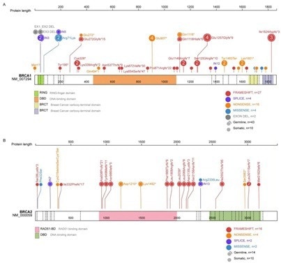 Predicating the sensitivity of platinum-based chemotherapy for ovarian cancer patients