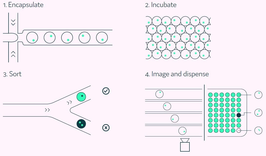 Streamlining IgG-secreting cell screening to discover rare, high-producing clones