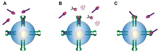 Why measure soluble interleukin-2 receptor levels?