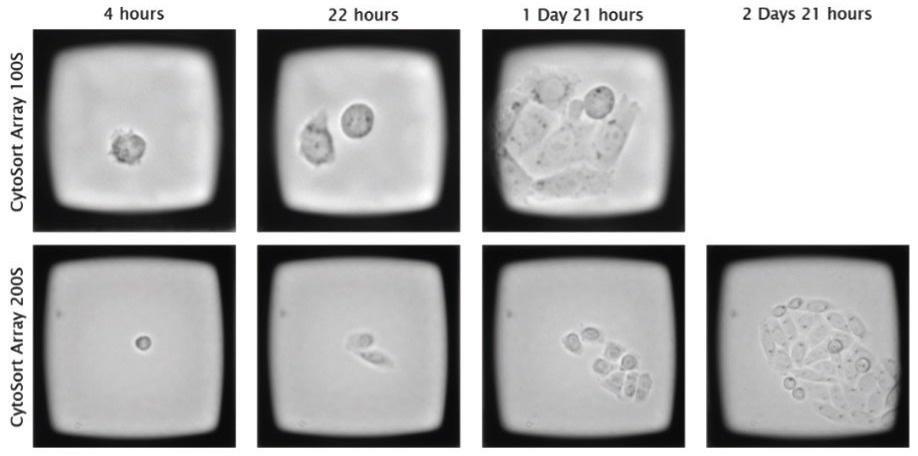 Overcoming the challenges of limiting dilution