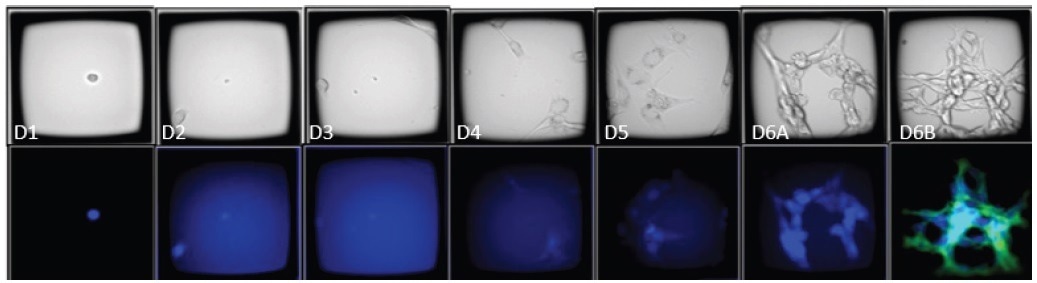 Identifying rare double positive clones
