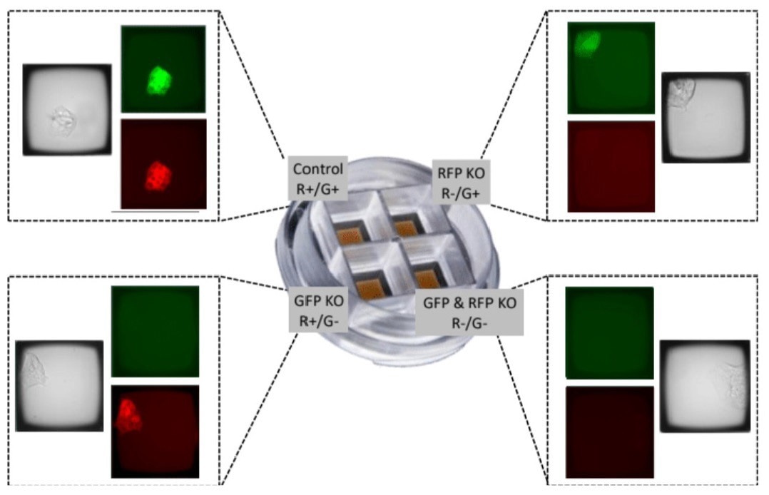How to automate cloning for CRISPR workflows
