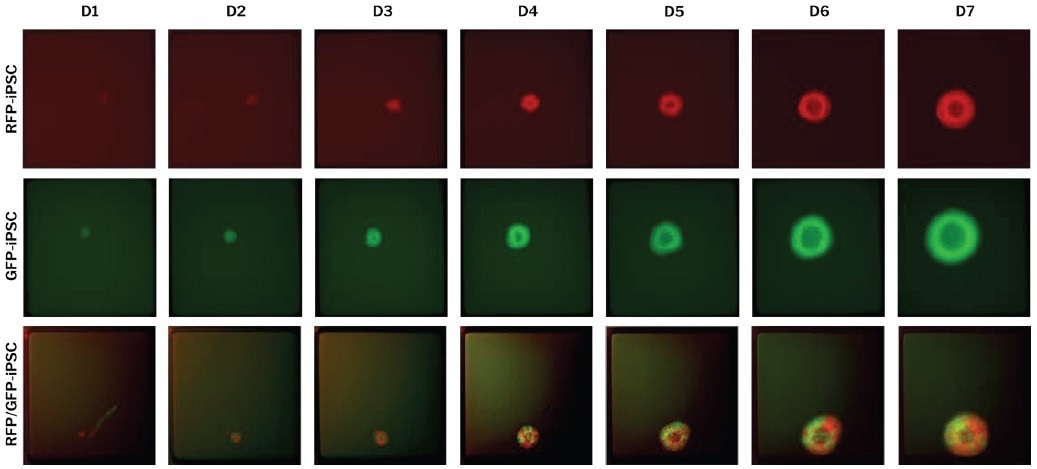 What platforms to develop clonal iPSC derived organoids?