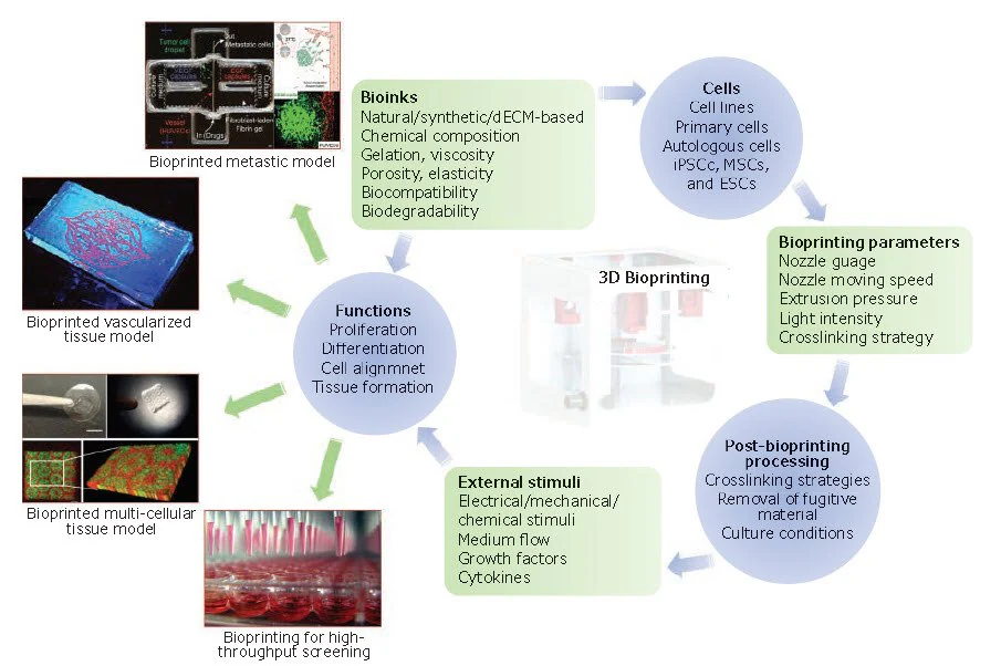 The essential components and applications of 3D bioprinting. Bioinks, bioprinting parameters, and post-bioprinting processing all impact viability and functionality of cells, which in turn affect subsequent cellular events, such as proliferation, differentiation, and tissue formation. hiPSCs: Human induced pluripotent stem cells, MSCs: Mesenchymal stem cells and ESCs: Embryonic stem cells.