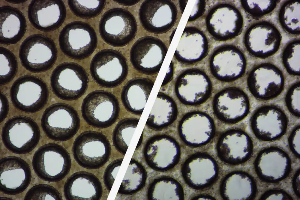 Decoding Organ-on-a-chip (OOC) success: Navigating the critical cell selection phase