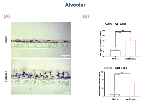 Alveolar and bronchial cells cultured in MPS display superior tissue formation and differentiate into physiologically relevant cell phenotypes. (A) Alveolar tissues were sectioned and visualised using H&E staining. (B) qPCR analysis of alveolar cultures expression of AQP5 (AT1 cells) or SFTPB (ATII cells). (C) qPCR analysis of bronchial cultures expression of MUC5AC (goblet cells) or SCGB1A1 (club cells). (D) Bronchial tissues were sectioned and visualised using H&E staining. Scale bar, 50 μm.