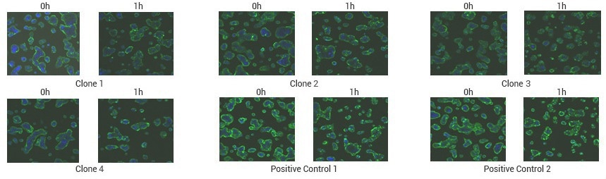 In vitro bioassay services for enhanced antibody drug development: A focus on efficacy evaluation and quality control