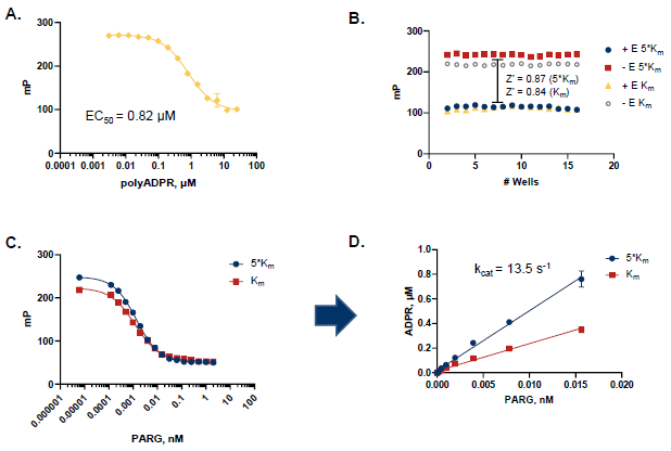 PARG Assay Robustness for HTS. A. polyADPR titration at 7.5 pM PARG; half-maximal response of 0.82 μM (apparent Km). B. Z’ measurement at 5*Km (4.1 μM) or at Km (0.82 μM) concentration of polyADPR and optimal PARG concentration (n=16). A Z’ > 0.8 demonstrates a robust assay method amenable to HTS. C. The competitive curve shows dependence of assay response on PARG concentration at 5*Km or at Km concentration of substrate. D. Conversion of mP to ADPR using a standard curve demonstrates that ADPR formation is linear with enzyme