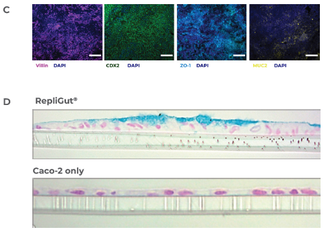 RepliGut primary model of the intestine is more human relevant compared to the standard Caco-2 cell line model