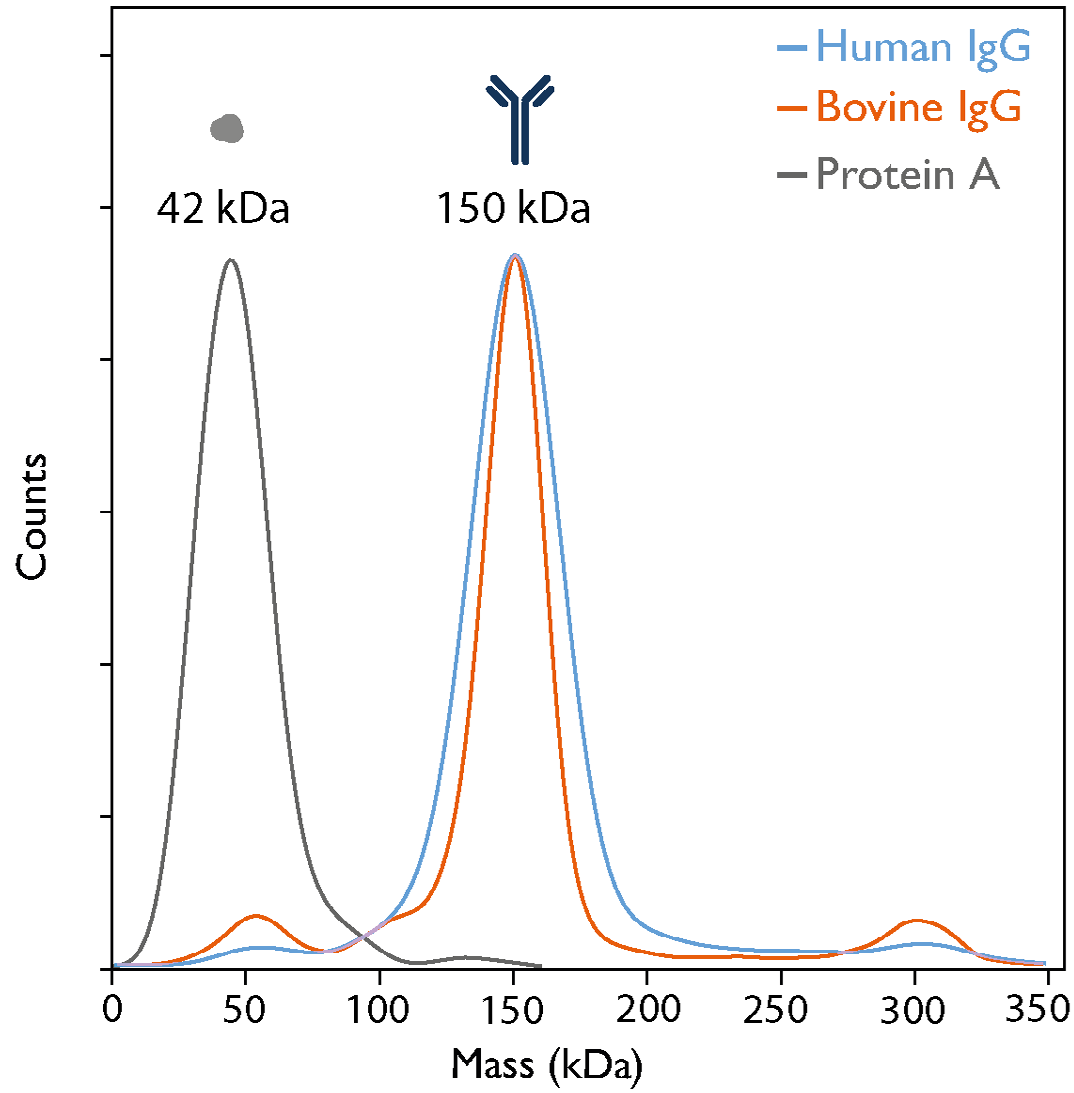 Mass photometry measurements of human and bovineIgG antibodies, and protein A