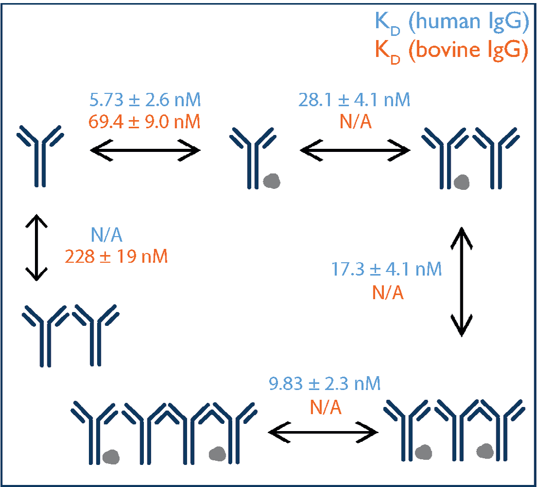 Multiple Kd values can be calculated from a single mass photometry measurement.