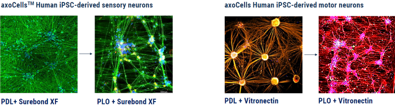 Comparison of different matrix coatings for both axoCells sensory neurons and motor neurons, displaying how different coatings can influence neuronal morphology and formation.