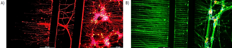 2D model: NETRI Microfluidic devices built with axoCells motor neuron and sensory neuron cultures(A) axoCells iPSC-derived motor neurons at day 10. Red = Beta tubulin marker, yellow = ChAT marker (B) axoCells iPSC-derived sensory neurons at day 20. Green = Beta tubulin marker, yellow = Nav 1.7 marker, blue = Dapi