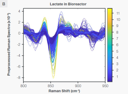 Characteristic Raman peaks of lactate at ~860 cm-1 in aqueous solution (plot A) and bioreactor (plot B) as second derivative (negative peaks) spectra. The spectra are color-coded by the concentration shown as the vertical bar. 