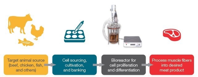 Schematic of process for cultivated meat production. In this study, a Raman process analyzer was used to monitor a bioreactor run