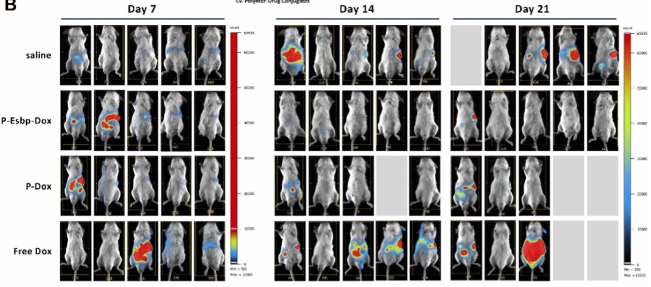 Inhibition of metastatic growth of CRC liver metastases by P-Esbp-Dox treatment: In vivo images of luminescent CT26-GFP/Luc metastases, the same animal occupies the same grid location on each day, acquisition conditions are constant for all images, range