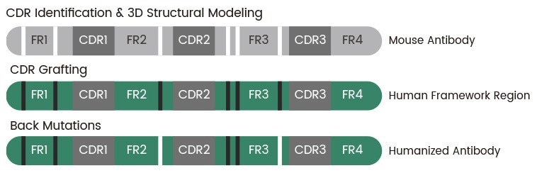 Complementarity-determining region (CDR) grafting technology as developed by Sino Biological