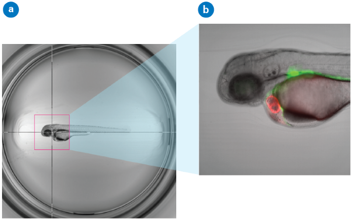 Illustration of Click-Tool functionality. (a) Zebrafish embryo imaged with a 2x objective and visualized in Plate-Viewer. The crosshair is centered on the heart region in a three-day-old embryo of the epi:GFP;myl7mR transgenic line. The red bounding box indicates the field of view of a 10x objective used for subsequent high-resolution imaging. (b) Single Z-plane of a high-resolution dataset is automatically acquired on Acquifer IM