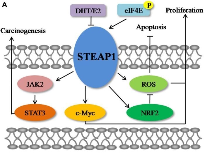 The molecular mechanisms of STEAP1 in cancer