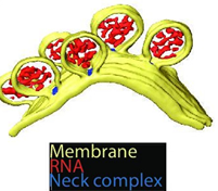 3D recostructure of the spherules at the plasma membrane. Yellow: plasma membrane, red: viral RNA, and blue: protein complex sitting at the spherule necks