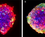 Functional analysis of compound response in iPSC-derived 3D cardiac microtissues