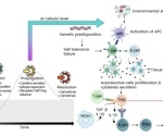 Exploring cytokine networks in autoimmune diseases and advances in therapy