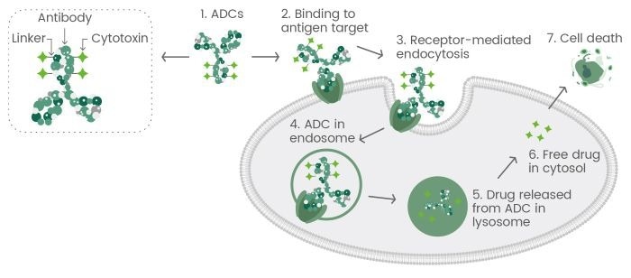 The general mechanism of action for antibody-drug conjugates (ADCs)