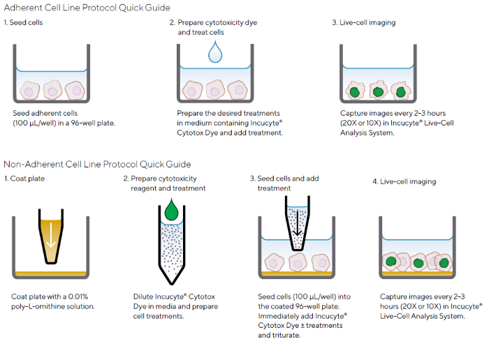Quick Guide of Incucyte<sup>® </sup>Cytotoxicity Assay Protocols for Adherent or Non-Adherent Cells