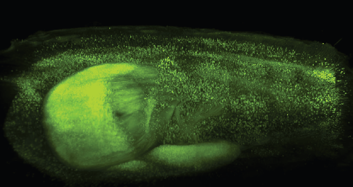 Neurons of a transgenic mouse expressing fluorescent protein YFP. The brain was cleared with Clarity