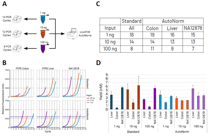 AutoNorm-enabled iconPCR accounts for sample diversity and streamlines complex workflows. A) Whole-genome sequencing (WGS) libraries were generated using 1 ng, 10 ng, or 100 ng of input DNA. Traditional PCR workflows would require three separate instruments to optimize cycle numbers for each input, whereas iconPCR enables all libraries to be processed on a single instrument through AutoNorm. B) Representative amplification curves for each sample/input combination. Even with cycle adjustments for input amount, endpoint fluorescence values differ across inputs when using standard PCR. Sample-specific variation is more pronounced than input variation. The colon FFPE sample exhibits the lowest amplification signal, followed by liver, with NA12878 showing the highest signal. C) Summary of PCR cycle requirements. NA12878 consistently required fewer cycles than recommended, while the colon sample needed additional cycles across inputs. The liver sample displayed mixed results, requiring extra cycles for 100 ng but fewer for 10 ng input. D) Final library yields. Standard PCR conditions produced high variability across samples, with the colon sample generating low yields. In contrast, AutoNorm generated more uniform library concentrations. By dynamically applying additional cycles to the colon sample, AutoNorm increased yields and improved normalization prior to sequencing