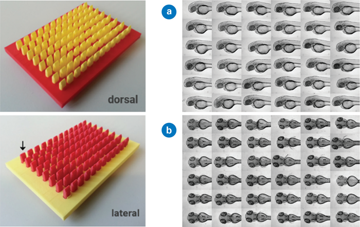 Left: 3D printed mold creates agarose gel indentation for standardized zebrafish embryo alignment. Right: Standardized embryo orientation with slightly different head positioning.