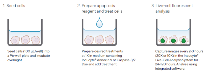 Quick Guide of Incucyte® Apoptosis Assay Protocol for Adherent Cells