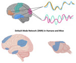 Mapping brain networks using functional ultrasound