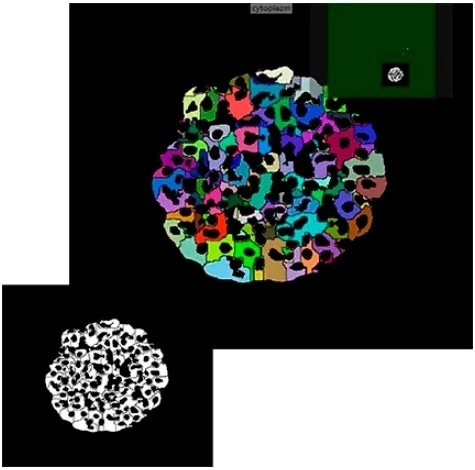 Image analysis software IN Carta