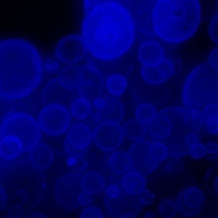 Scalable ImageXpress Confocal HT.ai High-Content Imaging System