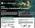 Unlocking the secrets of KLK proteases: Bridging cancer research and therapeutic innovation