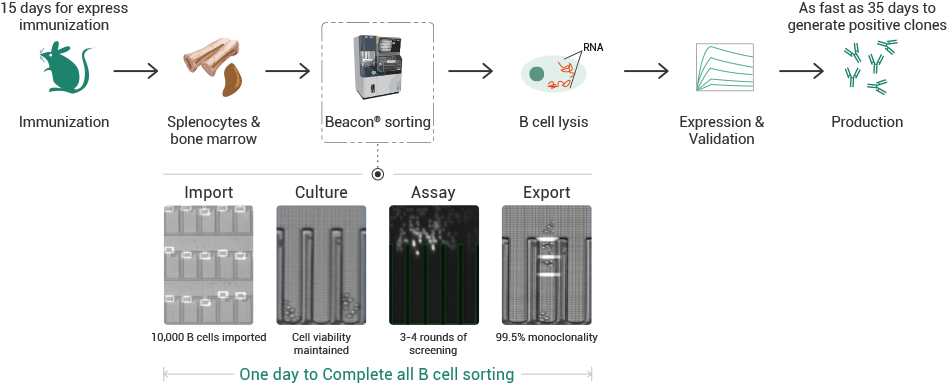 Single cell screening platform: Beacon®