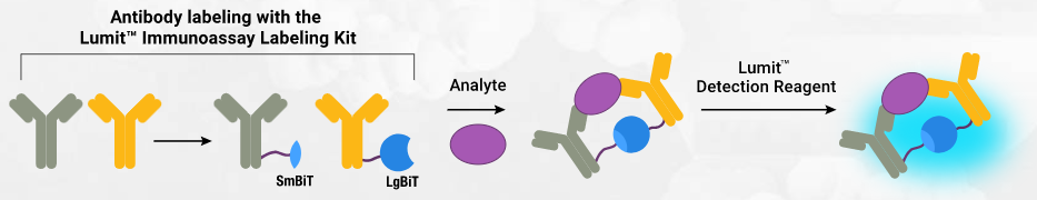 Immunoassay research with Lumit™