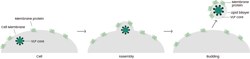 Multi-pass transmembrane virus-like particle (VLP) proteins