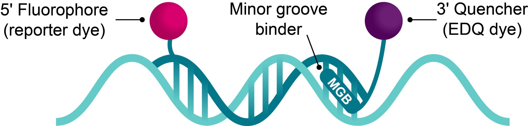 Minor groove binder (MGB) probes for qPCR