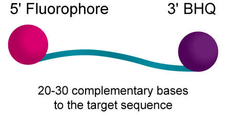 BHQ™ Probes: Quantification of specific target sequences