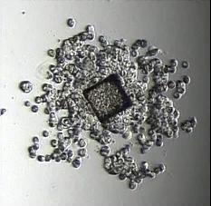 Discover CellRaft AIR® System to maintain cells in an unperturbed state