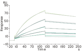 Affinity kinetic analysis of Humanizied VHH 1 (Biacore).