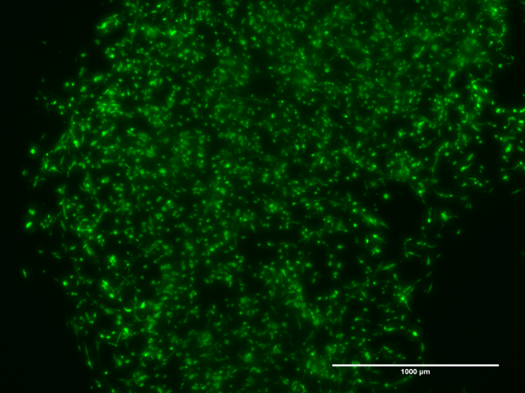 TissueFab® bioink - (GelHA)ma–Vis/405 nm