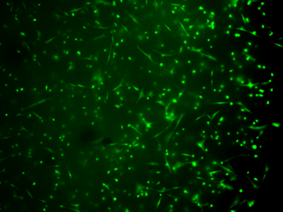 TissueFab® bioink Bone UV/365 nm for 3D bioprinting