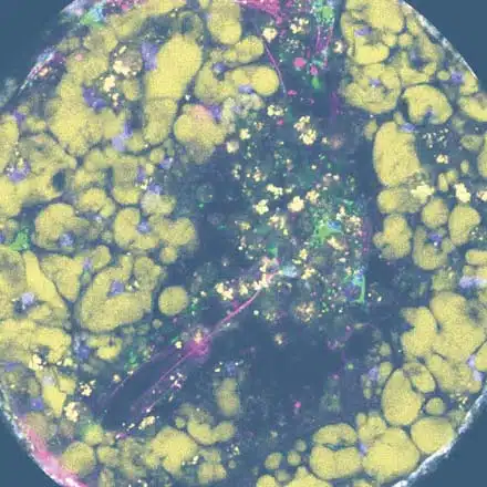 PhysioMimix® OOC Microphysiological Systems for microtissue culturing