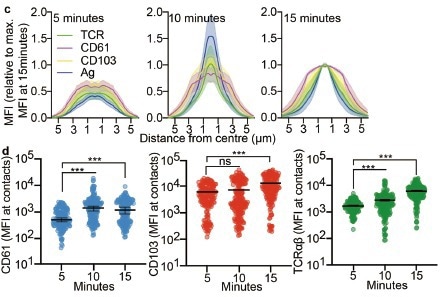 (c) Histograms display the median fluorescence intensity (MFI) of antigen (HLA-A2NY-ESO-1, blue), CD103 (yellow), CD61 (magenta), and TCR (green) on lipid bilayers coated with ICAM-1, E-cadherin, and CD58 proteins (Sino Biological), relative to maximum MFI at 15 minutes, at distances from the synapse center (5, 10, 15 minutes post synaptic formation). (d) Dot plots show MFI of CD61, CD103, and TCRαβ at synapse contacts, at 5, 10, and 15 minutes post synaptic formation with lipid bilayers coated with ICAM-1, E-cadherin, and CD58 proteins (Sino Biological).